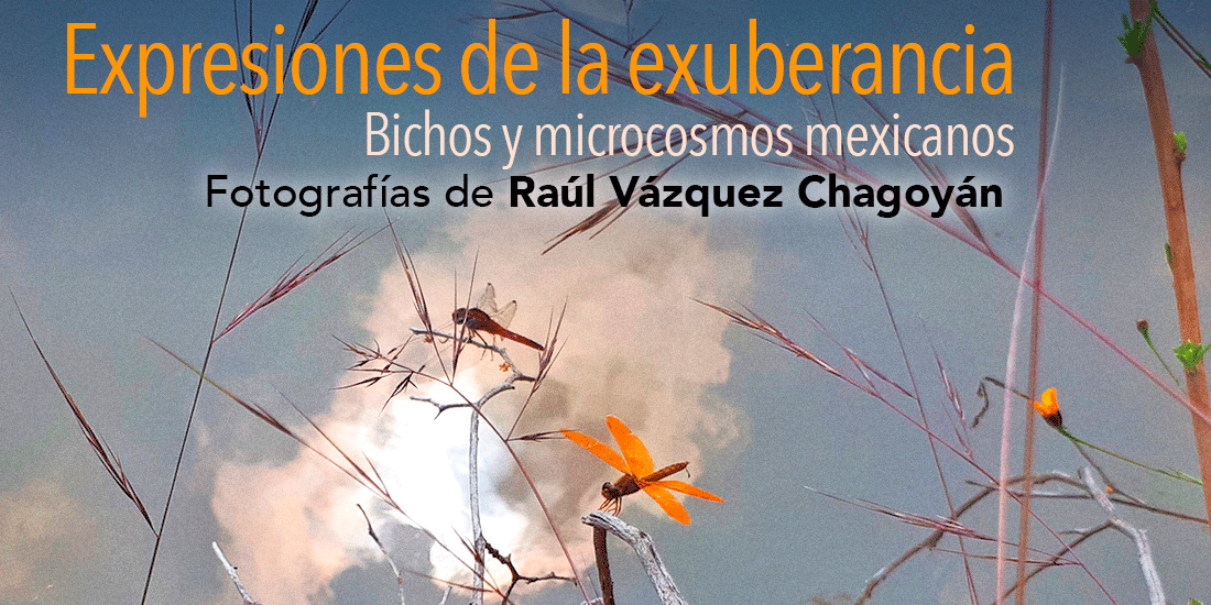 Expresiones de la exuberancia